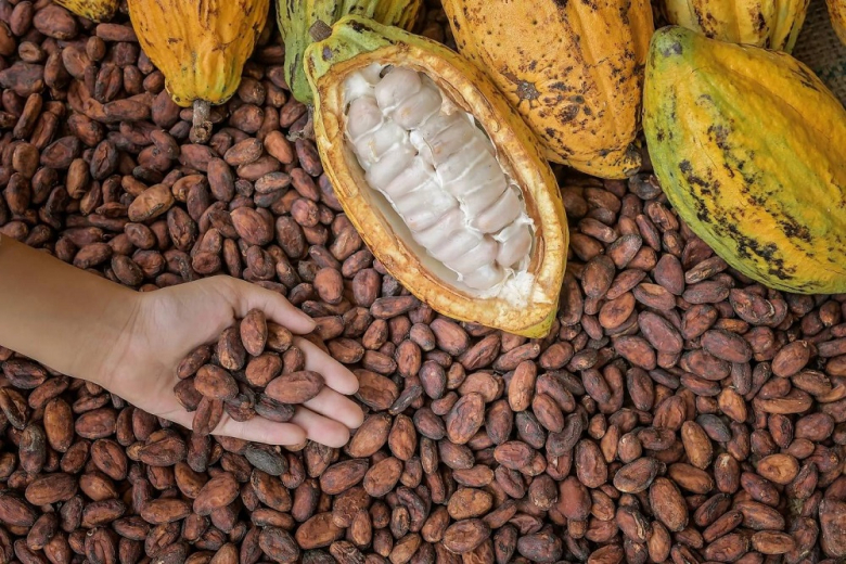 Эксперт считает перспективным выращивание в России какао